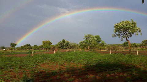 From Farm to Table: Sourcing Quality Moringa in South Africa