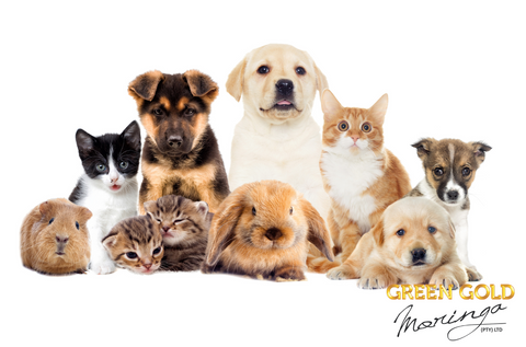 Discover the Secret to Vitality: Moringa Supplements for Happy, Healthy Pets