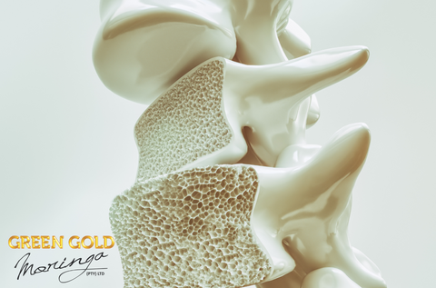 How Moringa Oleifera Can Help Slow Down Osteoporosis