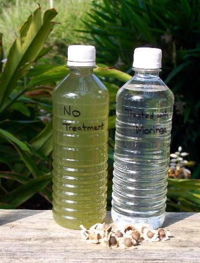 From Tree to Tap: Moringa Seeds Revolutionizing Water Filtration