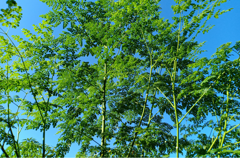 Moringa Magic: Unveiling the Secrets of Nature’s Miracle Tree