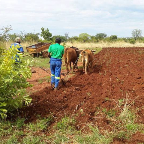 Rooted in African Soil